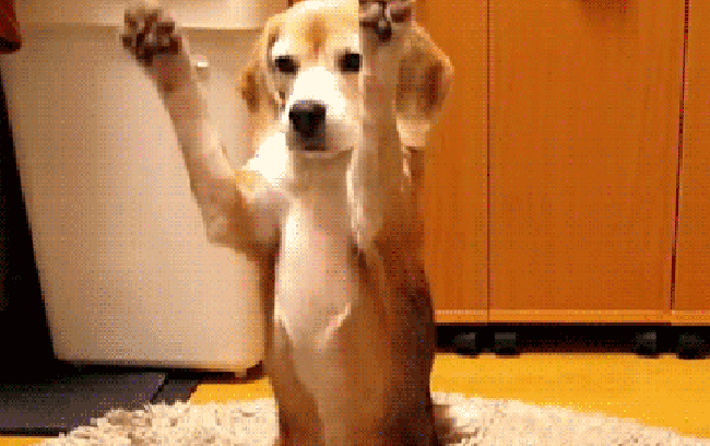 (giphy)