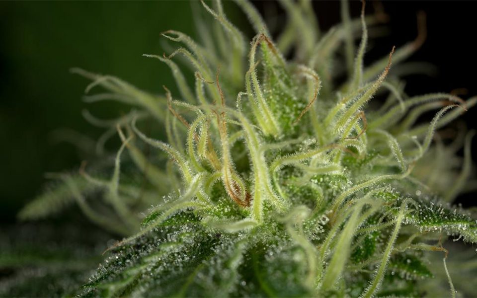 Tips for Growing Sour Diesel Cannabis