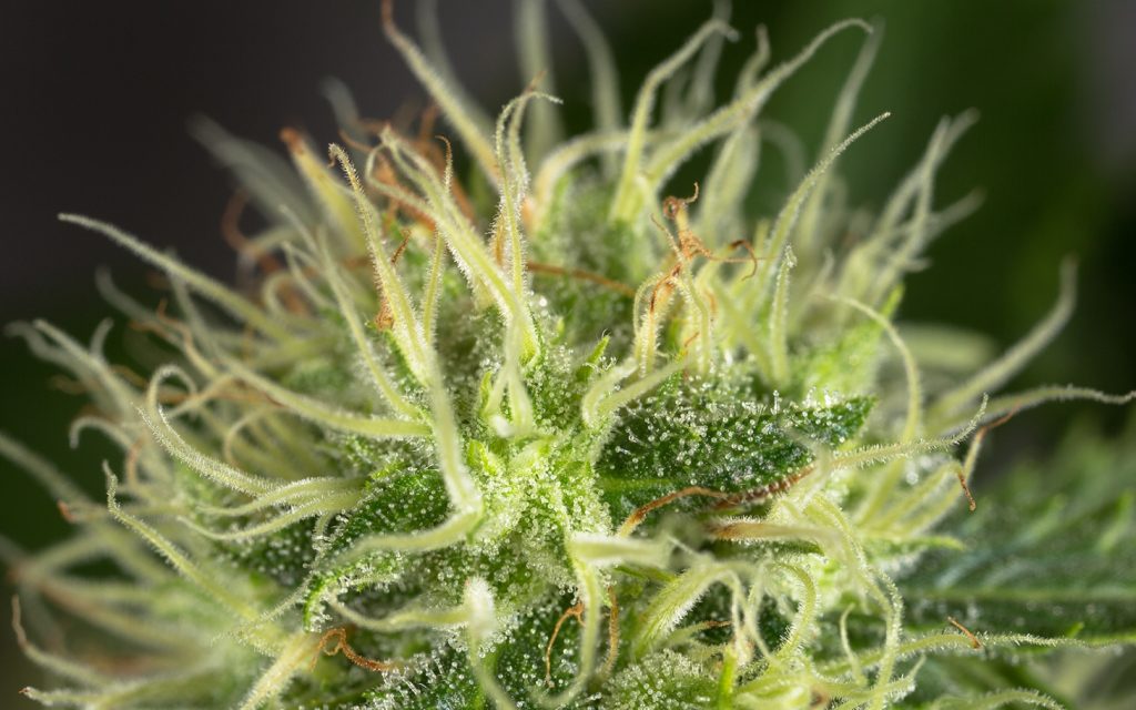 Tips for Growing OG Kush Cannabis