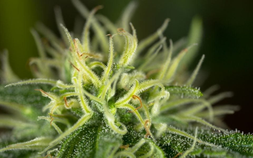 Tips for Growing Jack Herer Cannabis