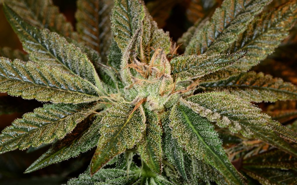 Tips for Growing Bubba Kush Cannabis
