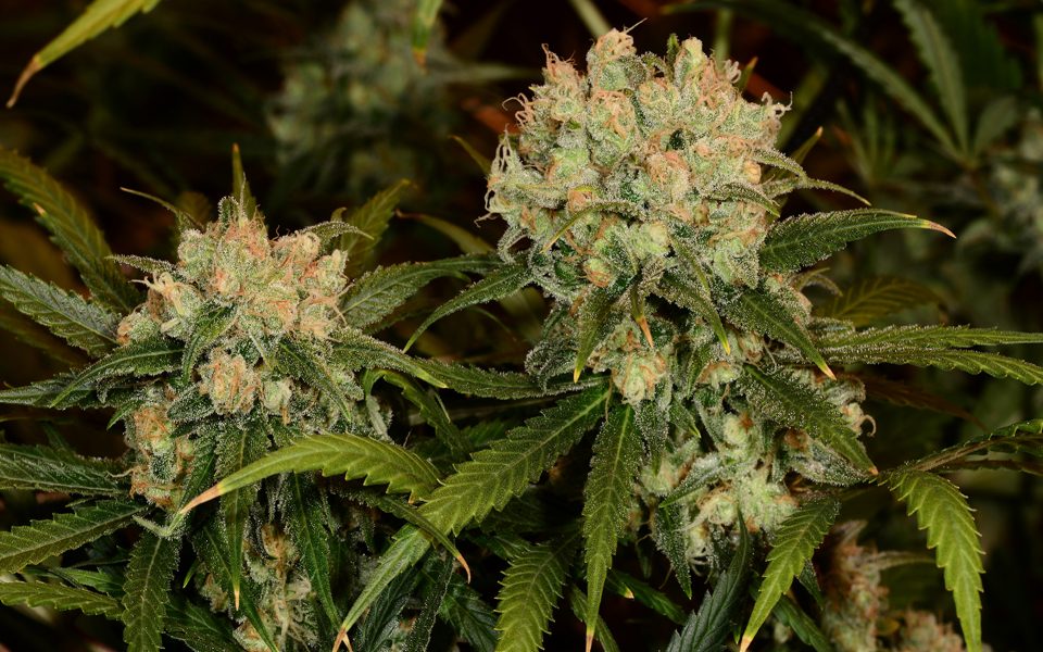 Northern Lights Strain Information - Leafly