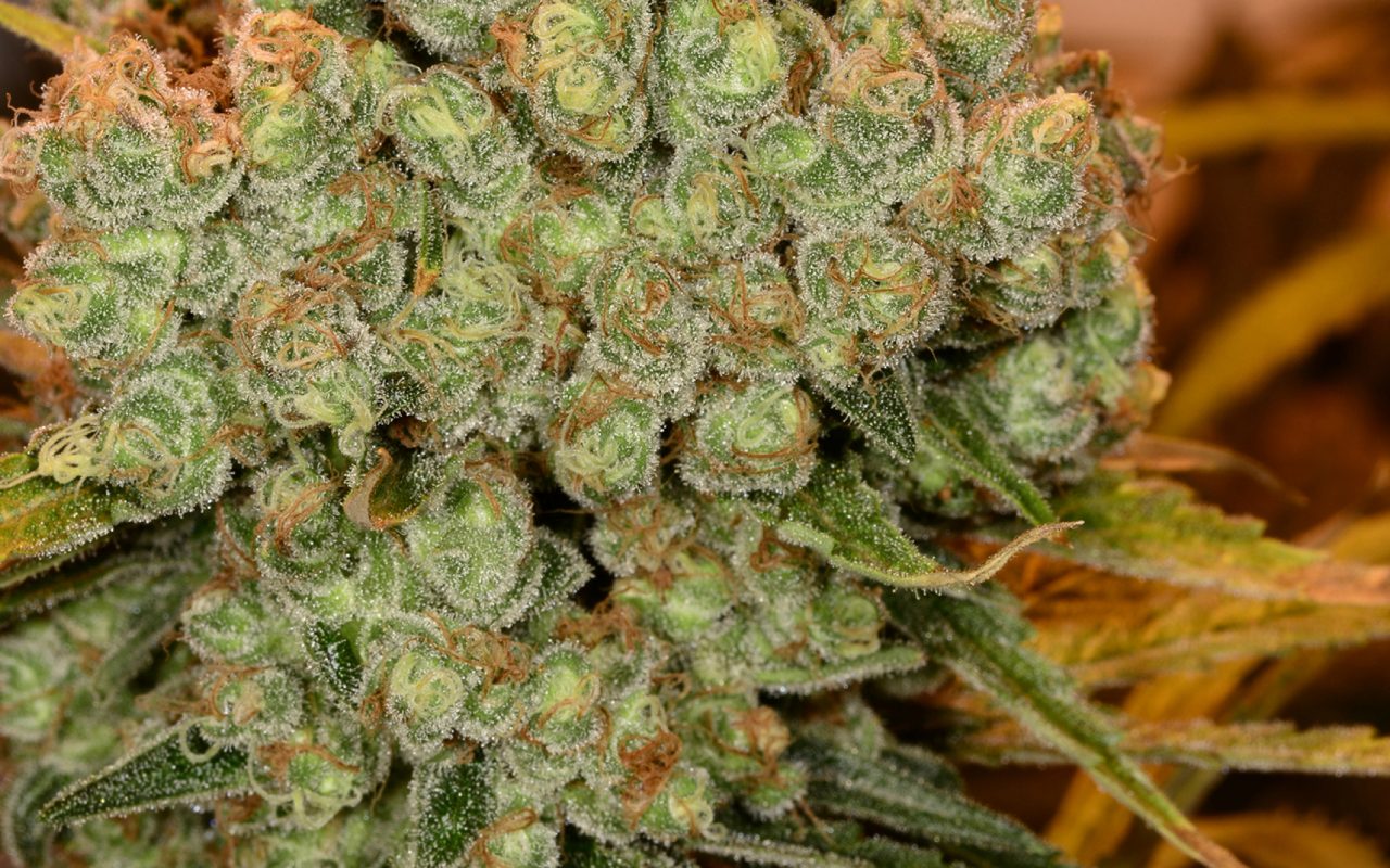 Tips for Growing Chocolope Cannabis