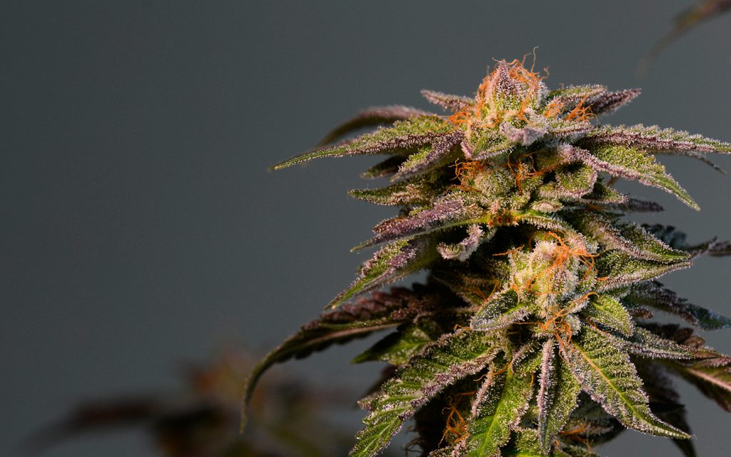 Tips for Growing LA Confidential Cannabis