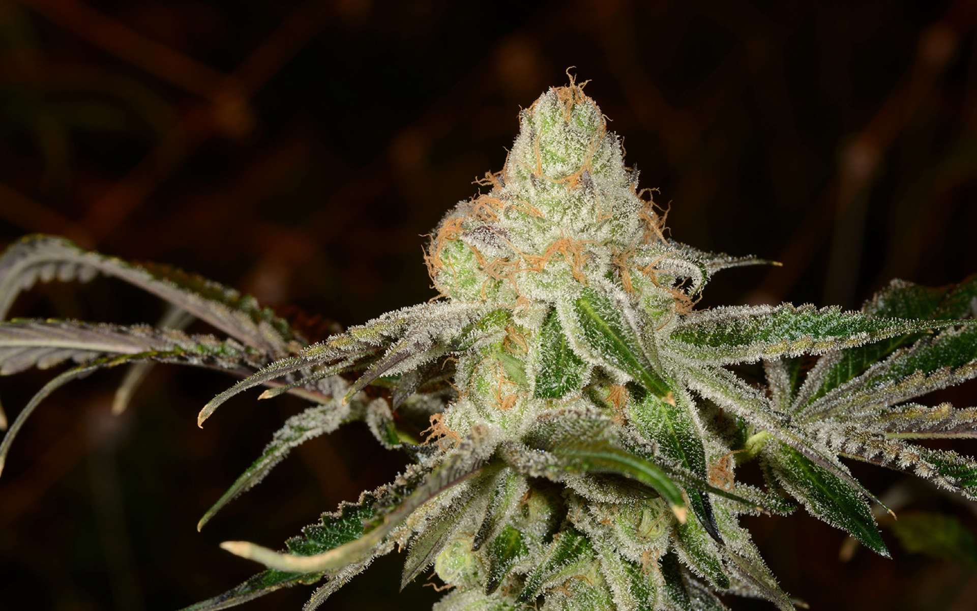 Tips for Growing Platinum GSC (f.k.a Platinum Girl Scout Cookies) Cannabis