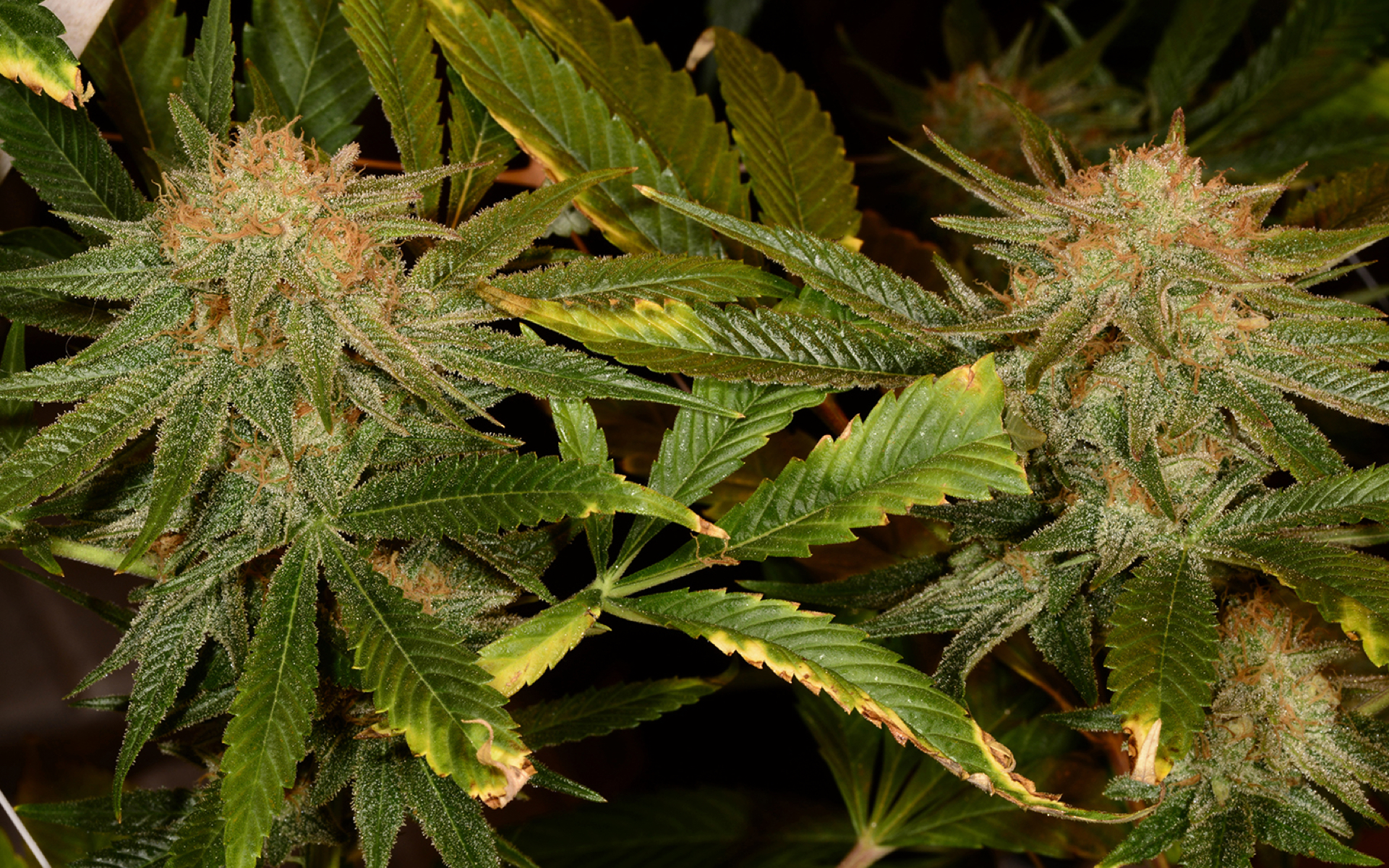Tips for Growing Harlequin Cannabis