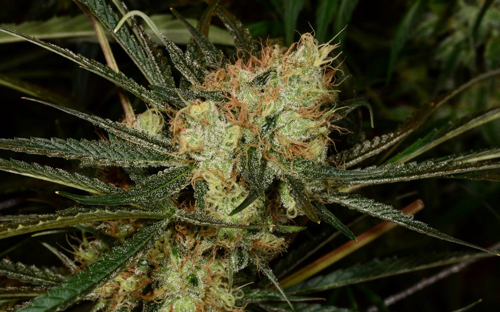 Tips for Growing Golden Goat Cannabis