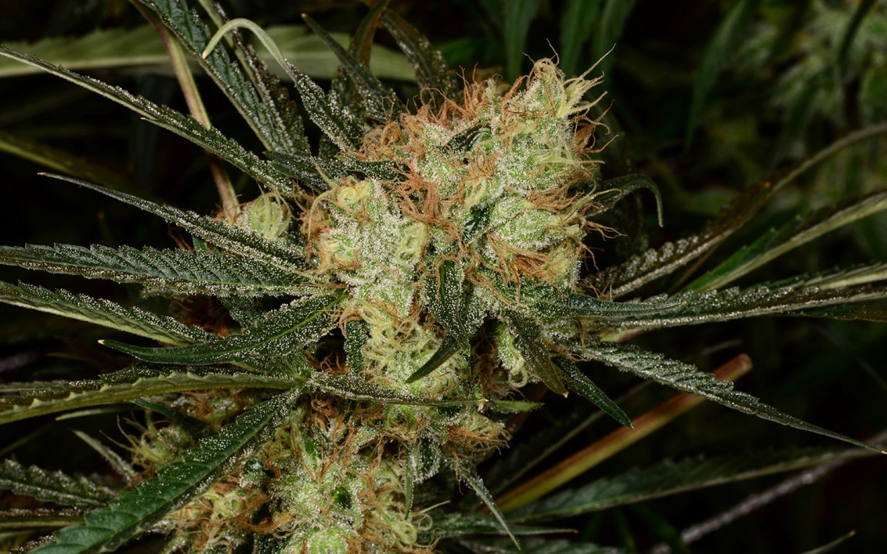 Tips for Growing Golden Goat Cannabis
