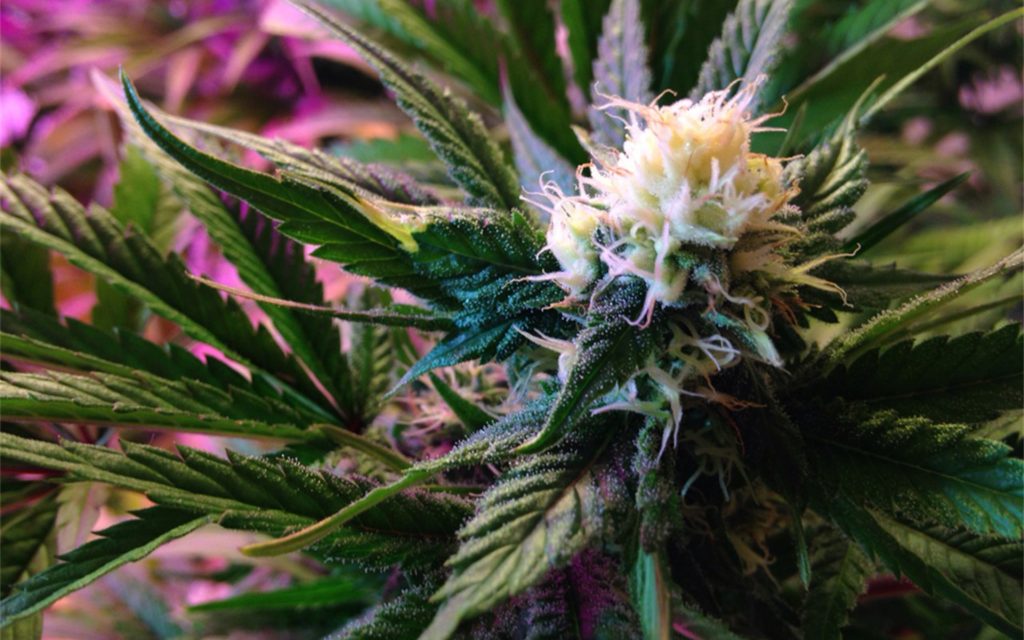 white widow strains