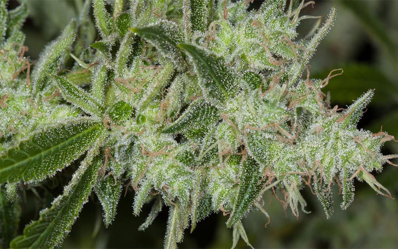 Tips for Growing LSD Cannabis