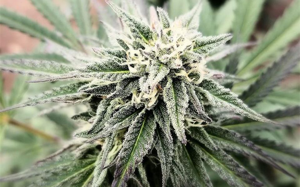 Cherry Pie Strain Information Leafly