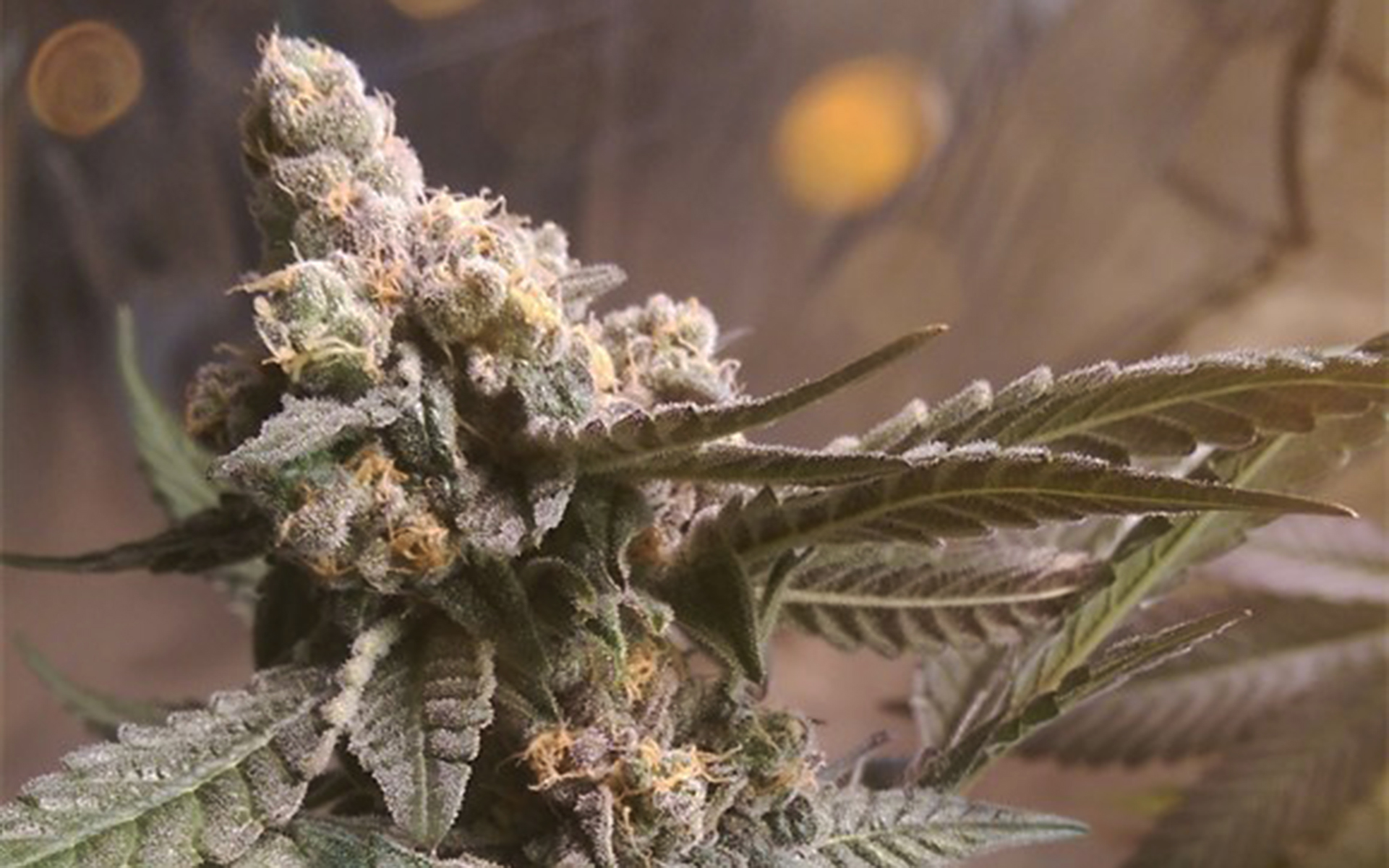 Tips for Growing Purple Urkle Cannabis
