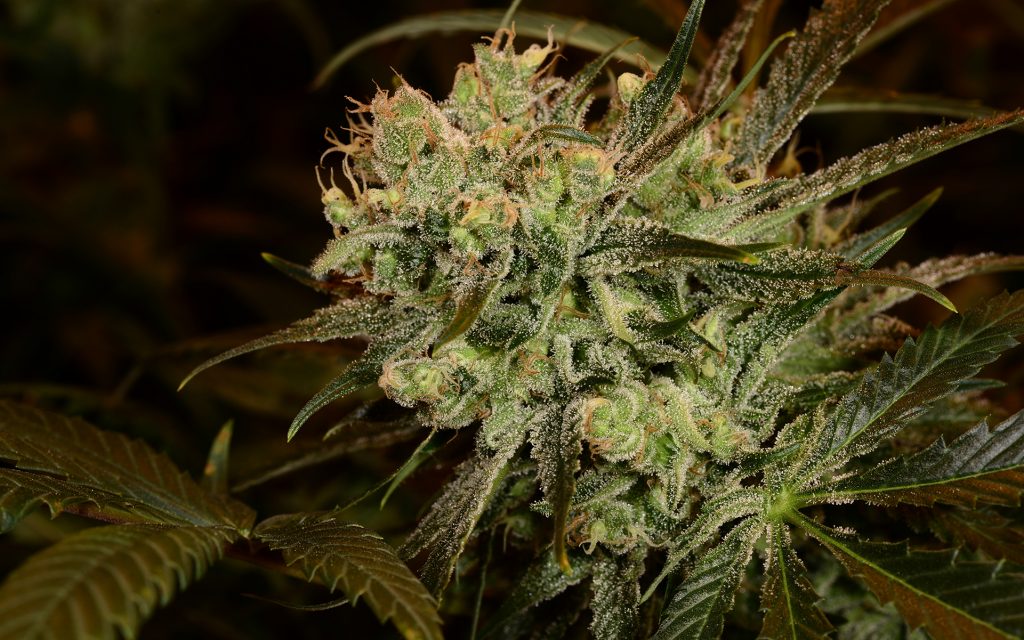 Tips for Growing White Rhino Cannabis