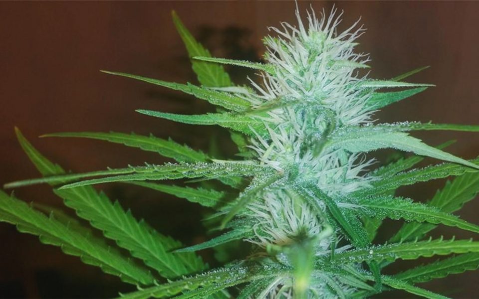 Tips for Growing Lemon Kush Cannabis