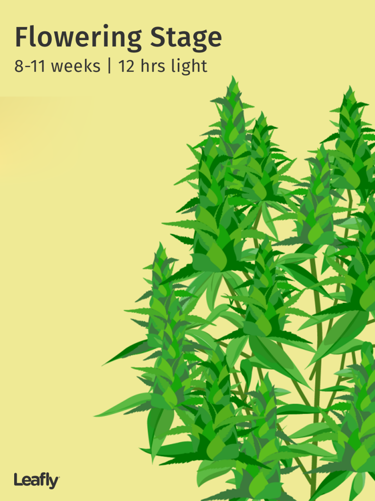 Cannabis Weekly Growth Chart