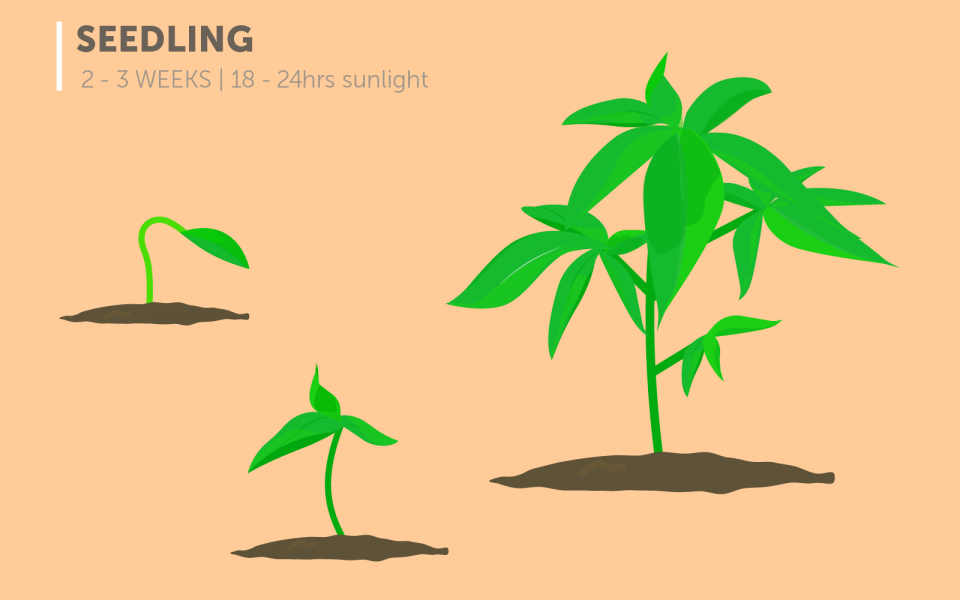 Stages of the Cannabis Plant Growth Cycle