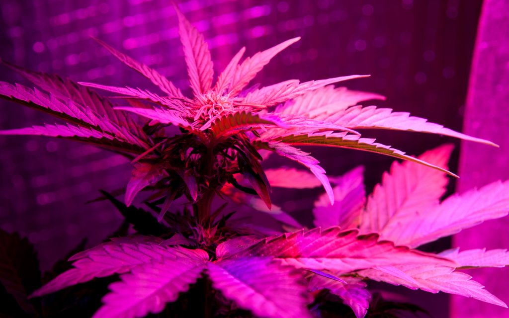 Quão bons são as luzes LED para cultivar cannabis?