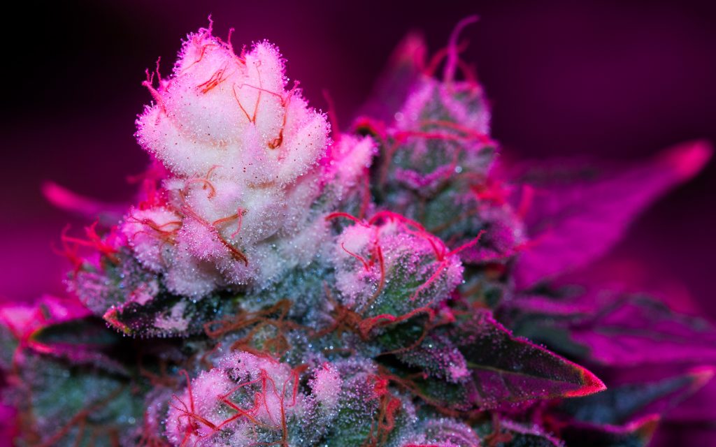 Do White Tips on Cannabis Buds Indicates Higher Quality?