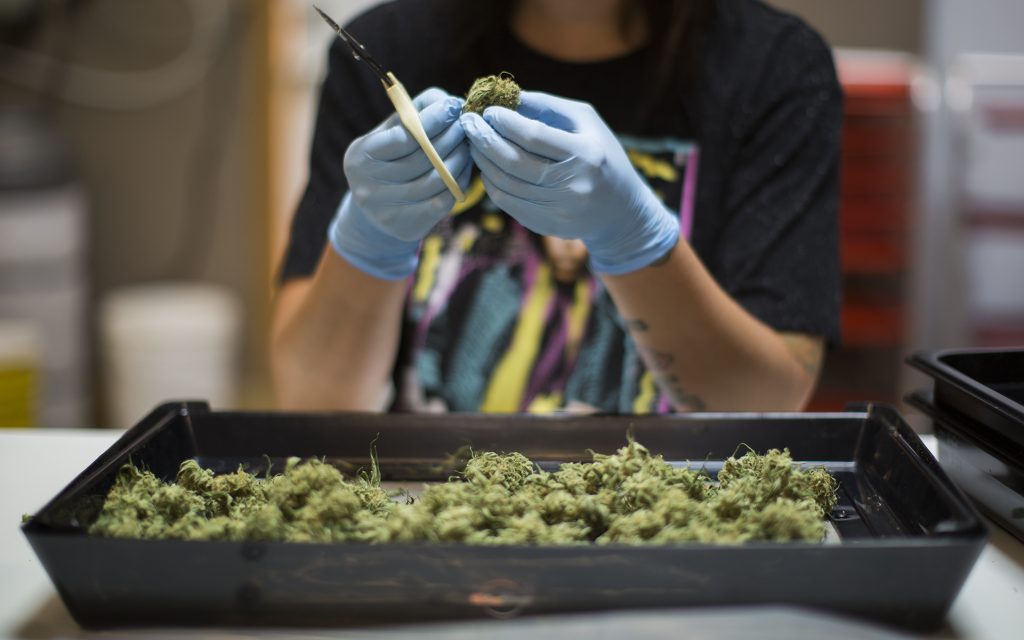 Why You Should Trim Your Cannabis Buds