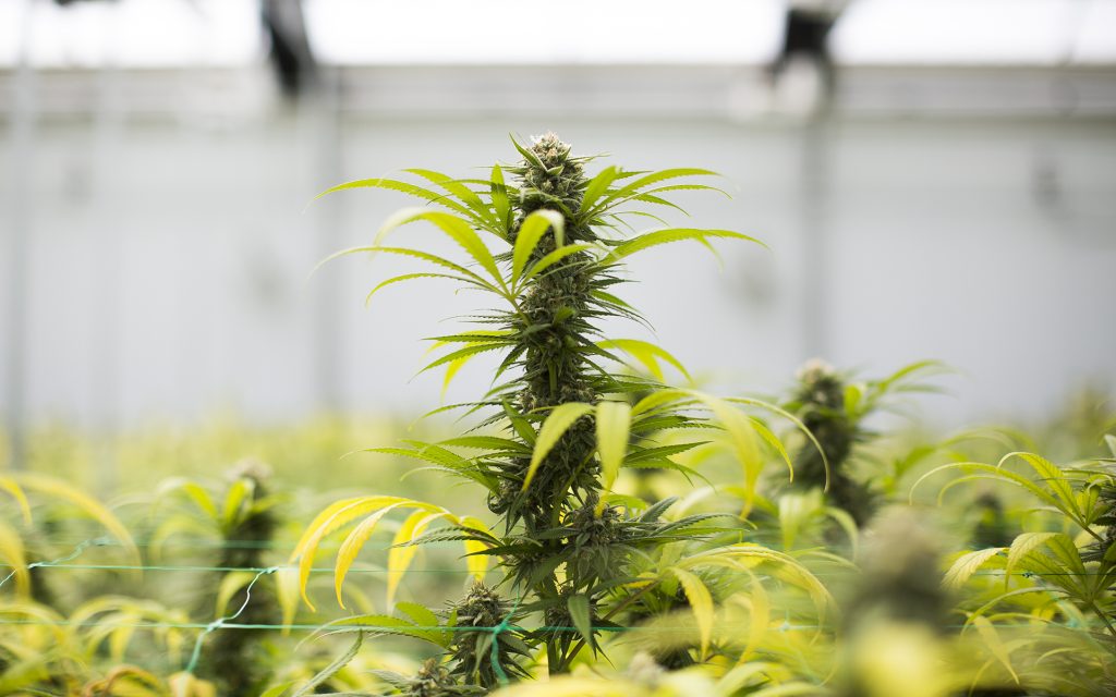 Cannabis plant ready for bud trimming