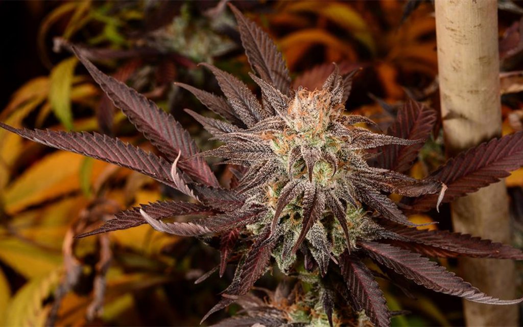 Tips for Growing Juicy Fruit Cannabis