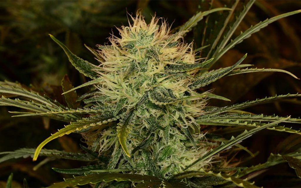 Tips for Growing Romulan Cannabis