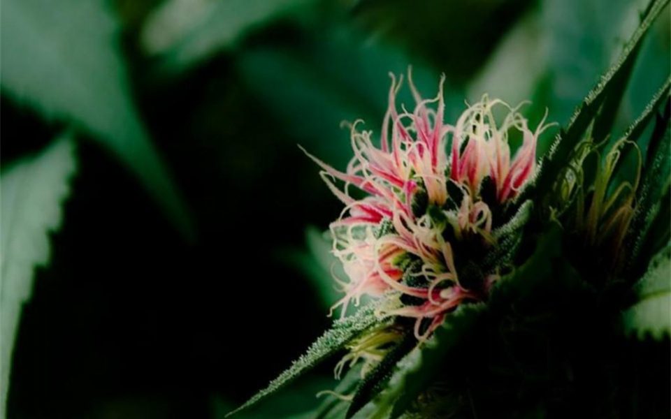 Cotton Candy Kush Cannabis Strain Information Leafly