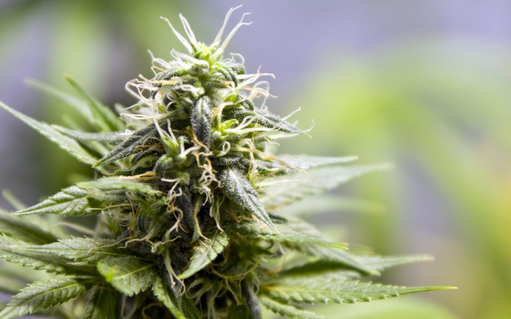 Tips for Growing Mr. Nice Cannabis