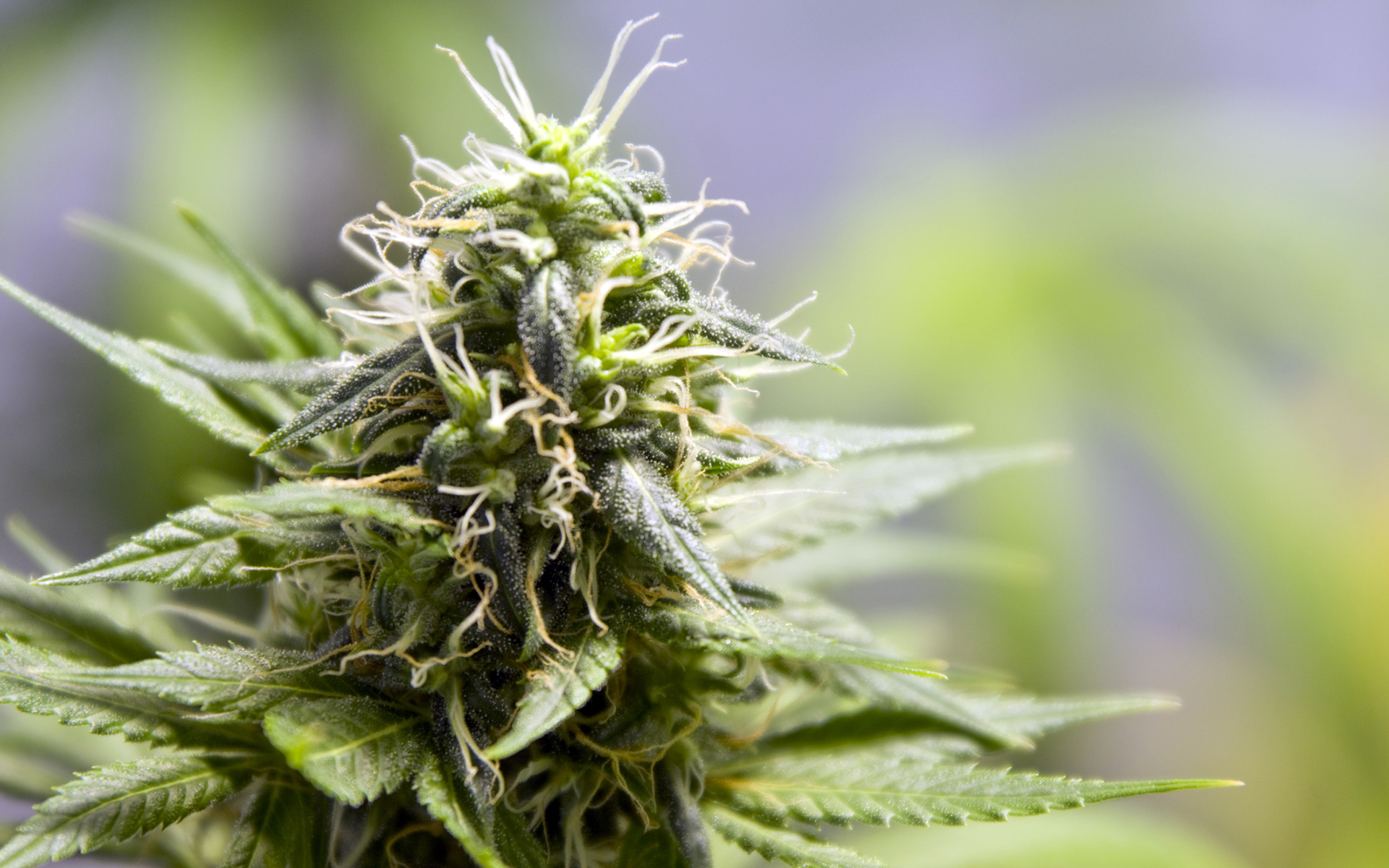 Tips for Growing Mr. Nice Cannabis