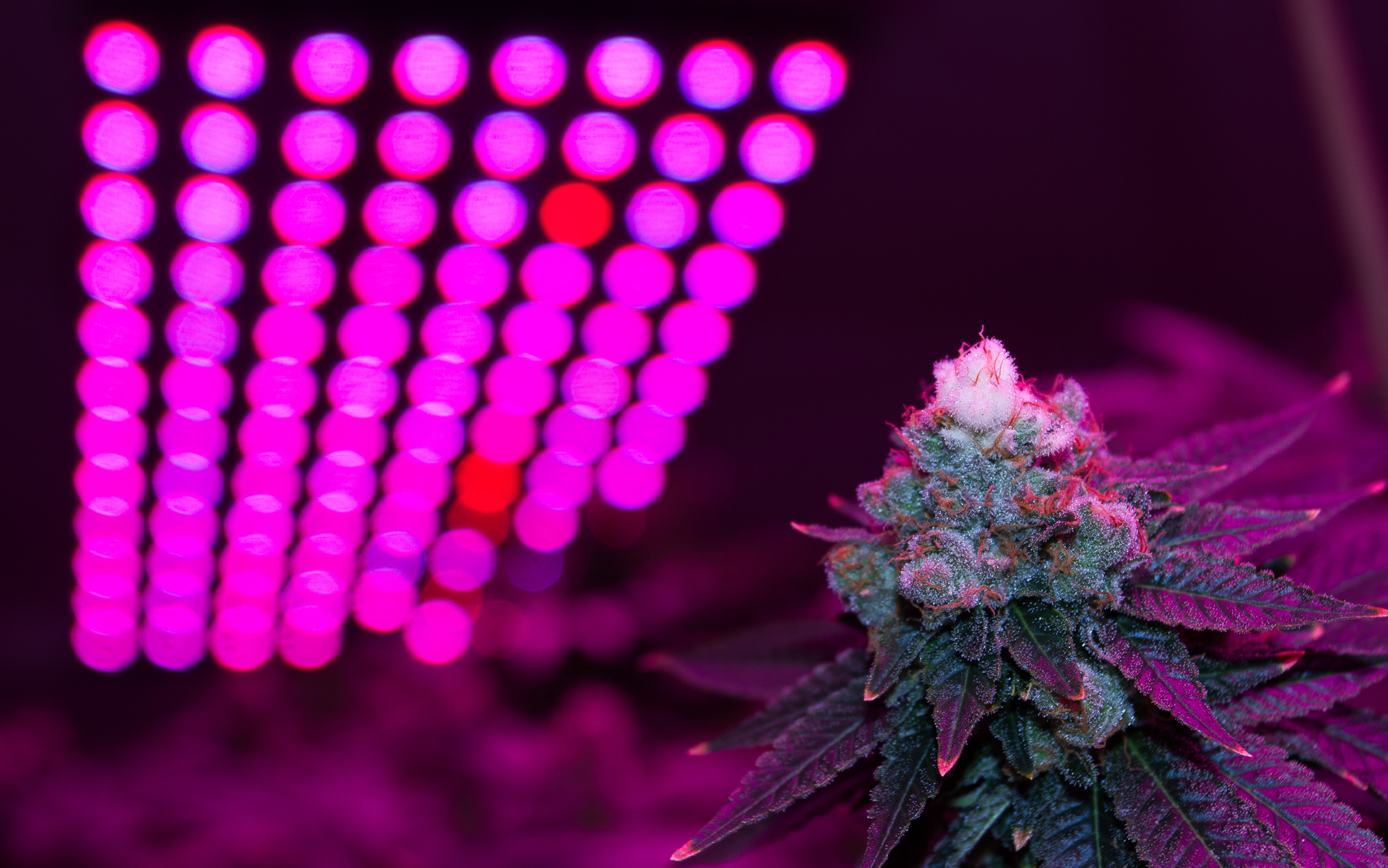 White-tipped cannabis buds in an LED lit grow room