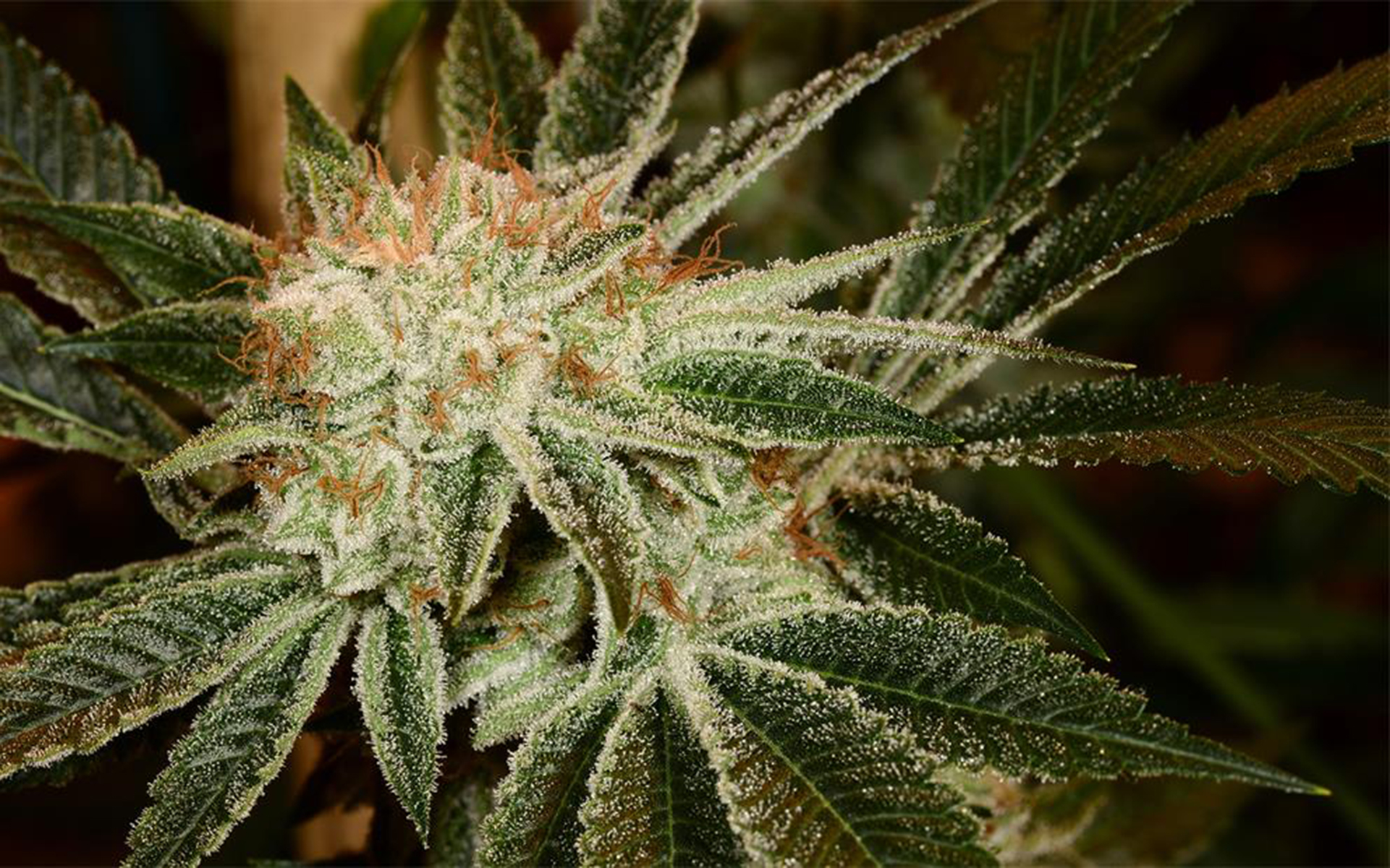 Tips for Growing White Fire OG Cannabis