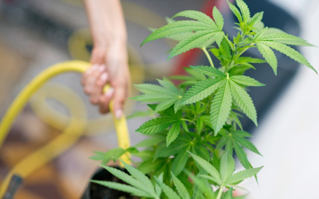 How and When to Flush Cannabis Plants