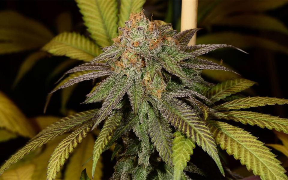 Lavender Cannabis Strain Information Leafly