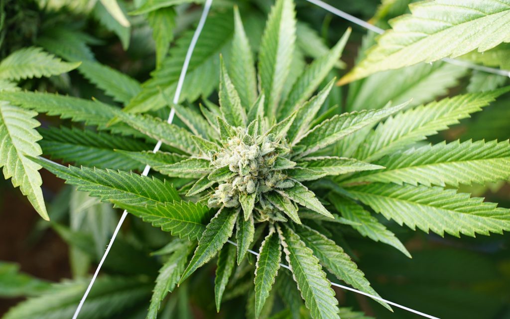 Cannabis Potency: How Does Lab Testing for THC and CBD Work?