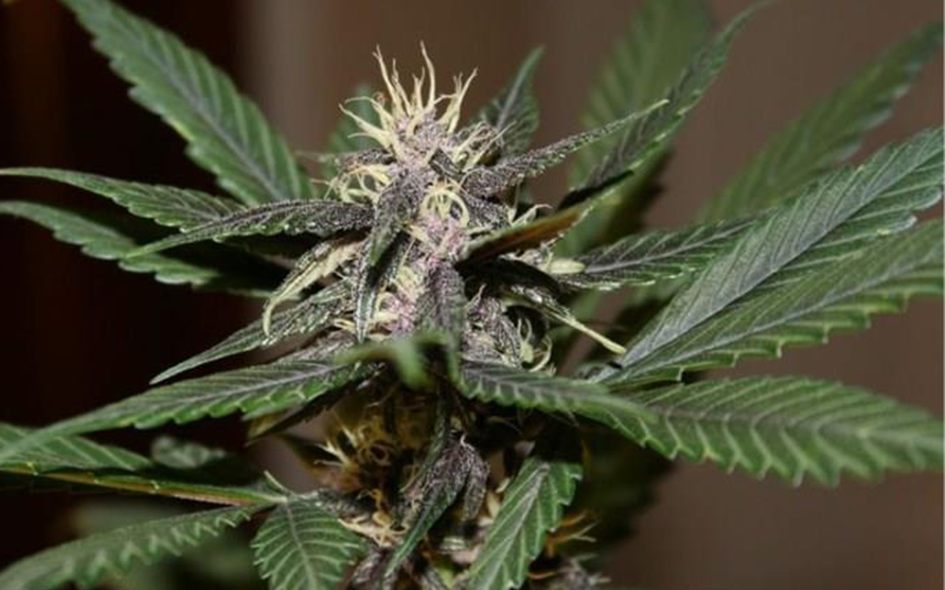 Tips for Growing Purple Haze Cannabis