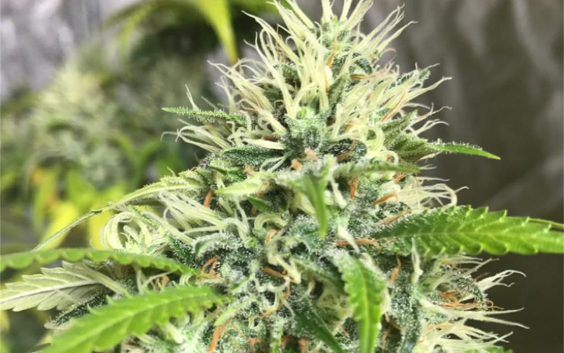 Tips for Growing Cinderella 99 Cannabis