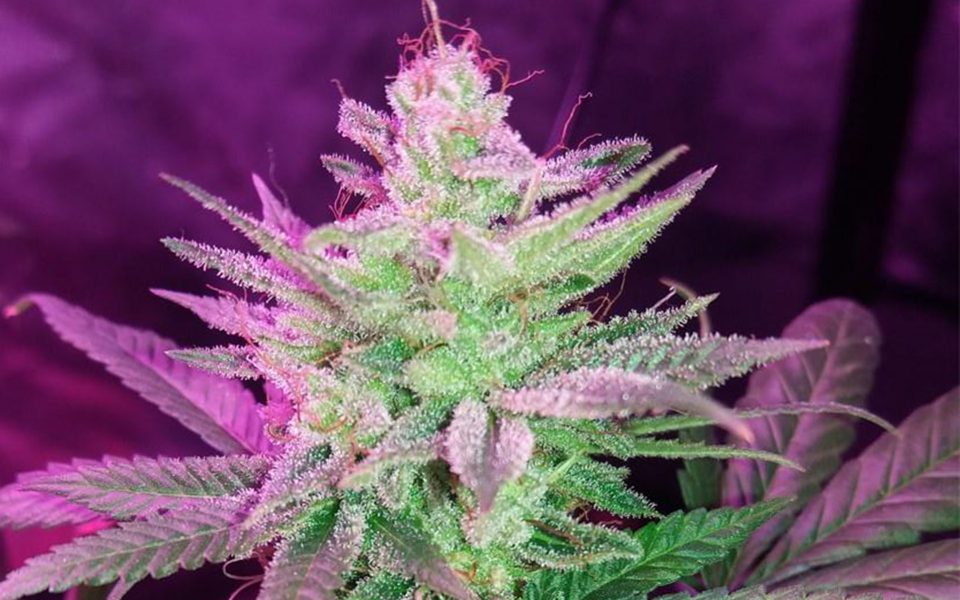 Tips for Growing Pineapple Kush Cannabis