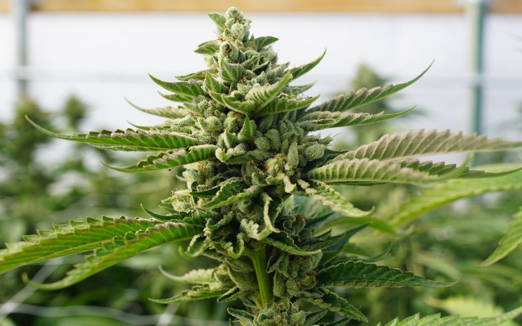 10 Legal Uses In The Marijuana Seeds