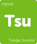 Leafly Tangie Sunrise hybrid cannabis strain