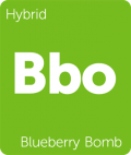 Leafly Blueberry Bomb hybrid cannabis strain