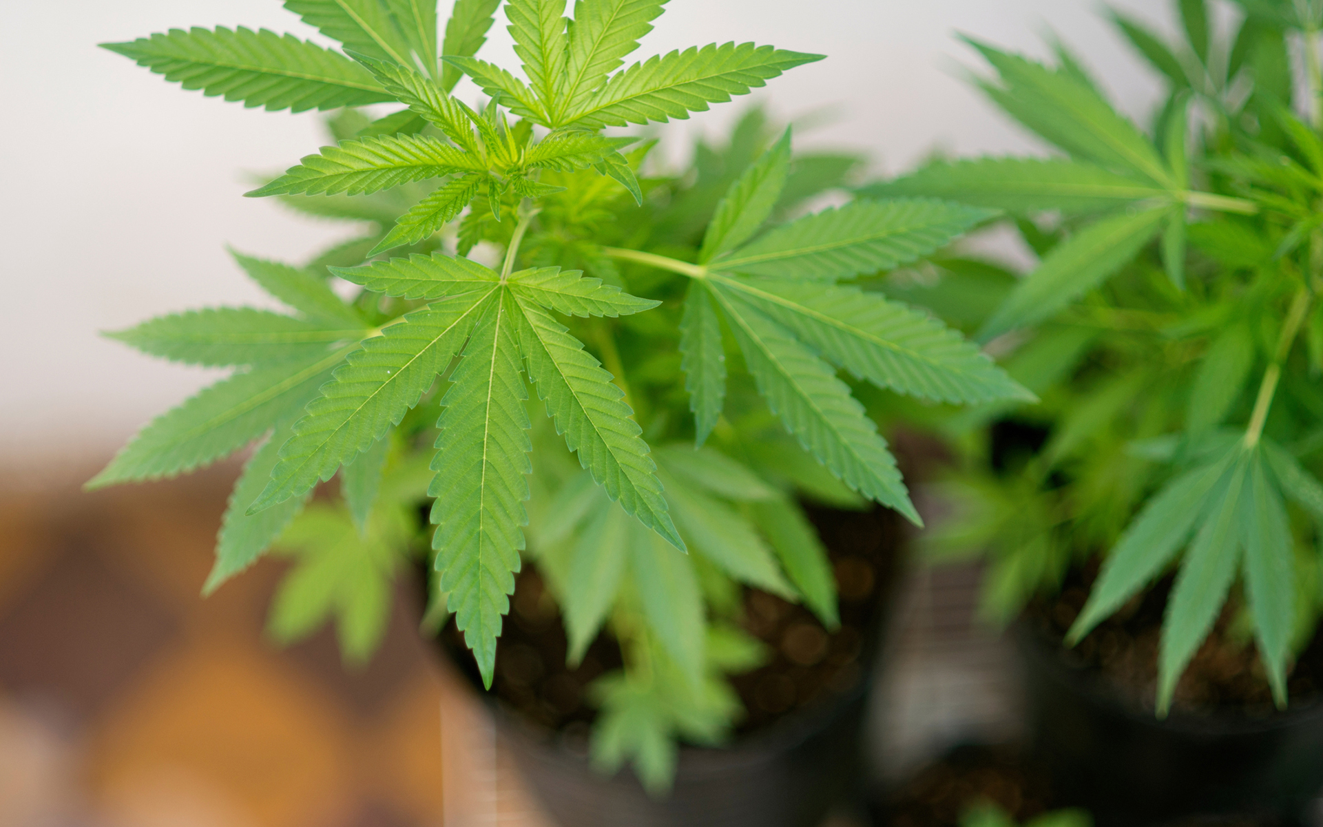 Grow Organic Cannabis