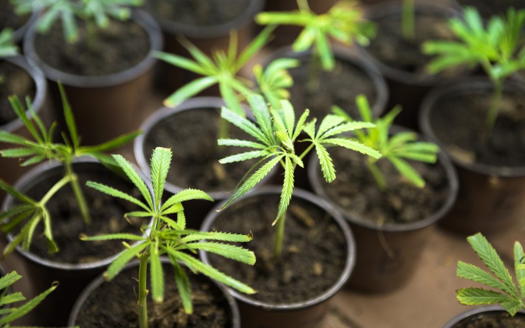 How to Make the Most of Cannabis Plant Count Grow Limits