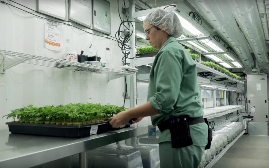 Organigram employeer in grow room