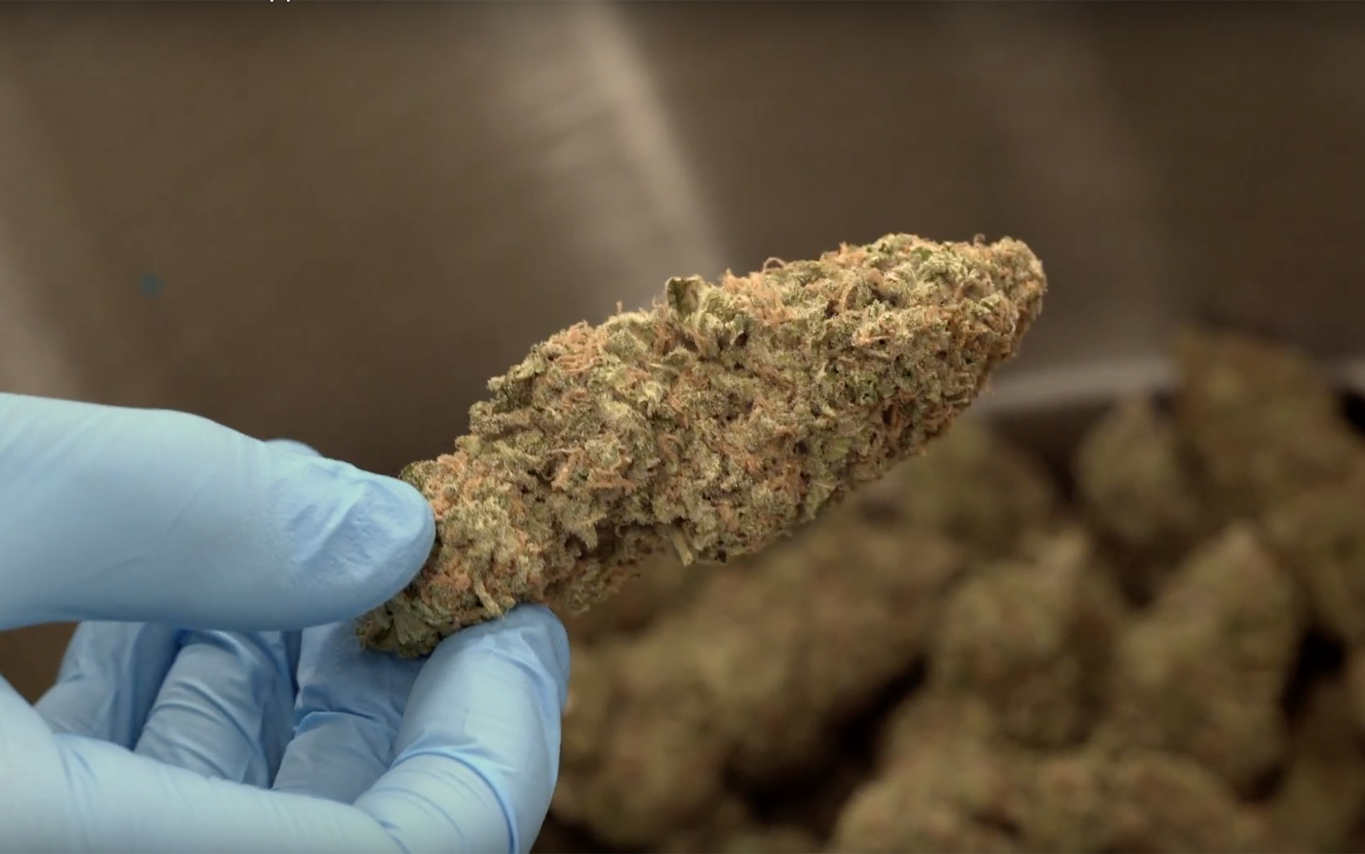 cured cannabis