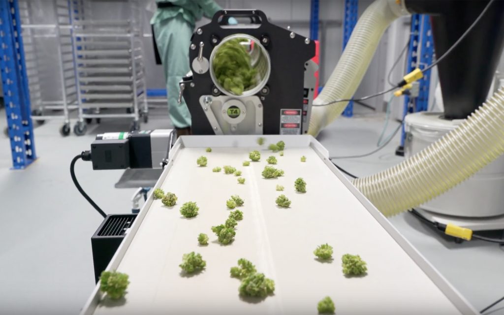 Cannabis coming out of trimmer