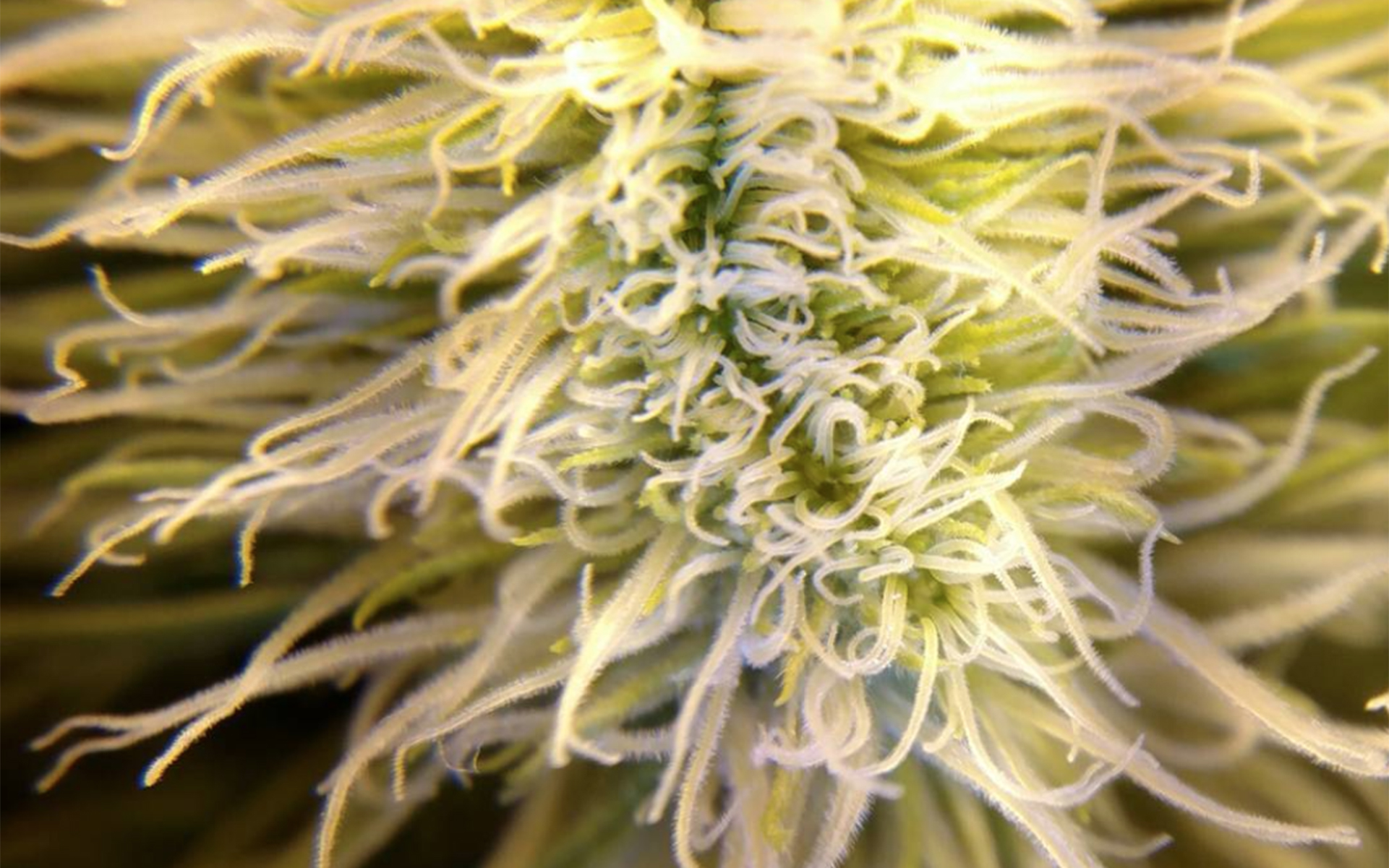 Bizarre Cannabis Strains With Unusual Growth Characteristics