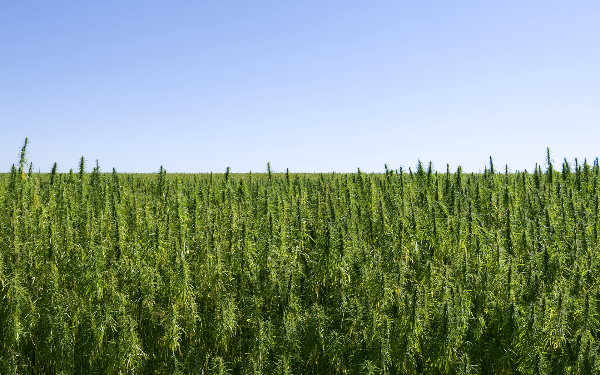 a field of non-psychoactive hemp plants
