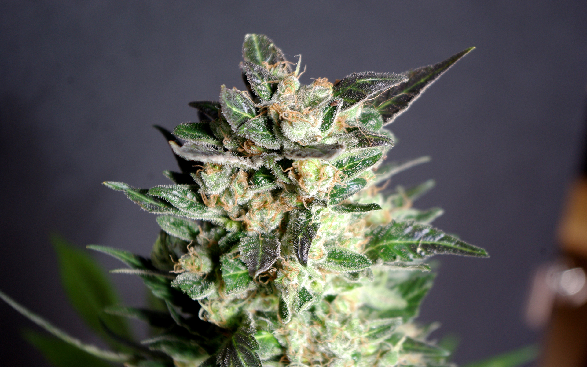 Diesel Glue from Kannabia