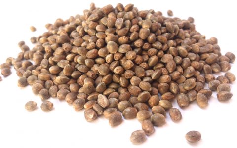 marijuana seeds 101 all you need to know more leafly