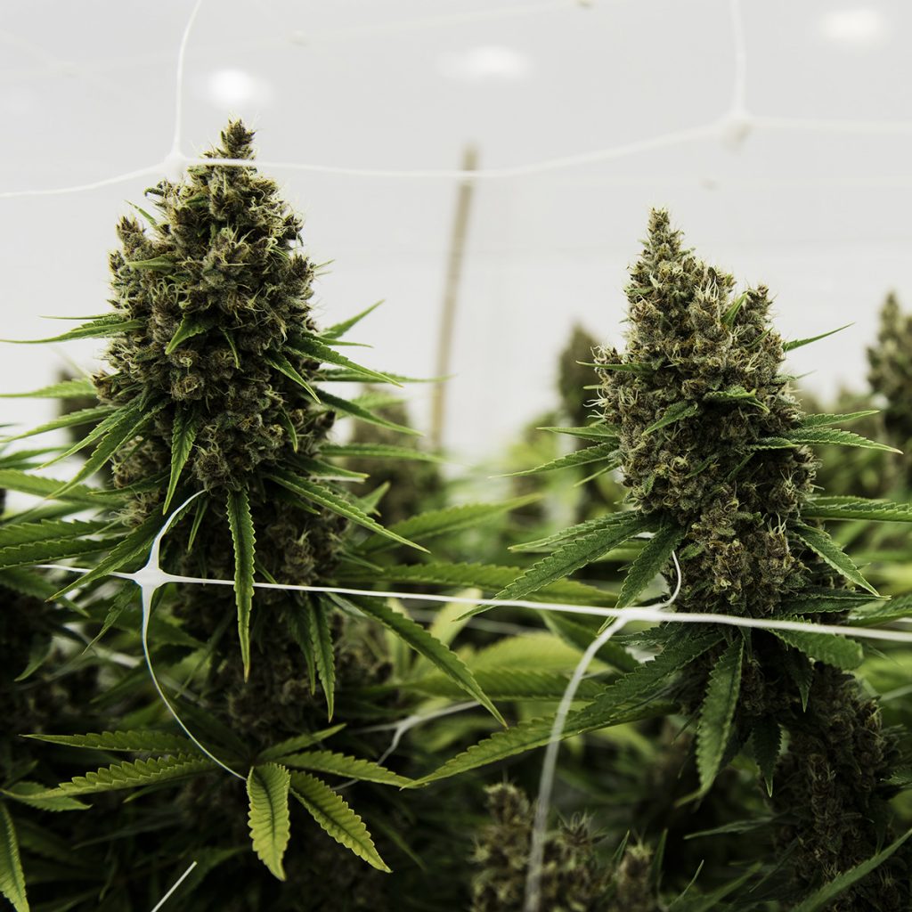 4/20 Weed Deals in Oregon: Electric Lettuce - Portland